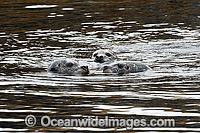 Harbor Seals or Common Seals (Phoca vitulina), resting in the shallows of Quadra Island, British Columbia, Canada. Alternative spelling: Harbour seal.