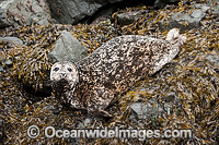Harbor Seals or Common Seals (Phoca vitulina), resting on the shoreline of Quadra Island, British Columbia, Canada. Alternative spelling: Harbour seal.