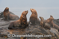 Steller Sea Lions (Eumetopias jubatus), resting on a rocky shoreline. Also known as Northern Sea Lion and Stellar Sea Lion. Photo taken at an island north of Vancouver Island, British Columbia, Canada. Classified as Endangered Species on IUCN Red List.