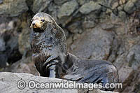 Guadalupe Fur Seal (Arctocephalus townsendi). Guadalupe Island, Mexico. Classified Vulnerable species on the IUCN Red List.
