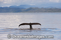 Humpback whale (Megaptera novaeangliae), with tail fluke on surface. Photo was taken off Vancouver Island, British Columbia, Canada. Classified as Vulnerable on the 2000 IUCN Red List.