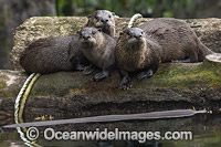North American River Otters (Lontra canadensis), resting on a log in God's Pocket Provincial Park. Situated offshore Vancouver Island, British Columbia, Canada. Also known as Northern River Otter and Common Otter.