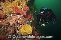 Scuba diver observing a Giant Pacific Octopus (Enteroctopus dofleini). Photo was taken at Browning Passage in Vancouver Island, British Columbia, Canada.