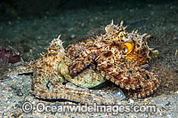 Common Octopus (Octopus vulgaris), mating in the Lake Worth Lagoon, Singer Island, Florida, USA.
