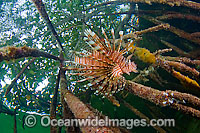Volitans Lionfish (Pterois volitans), hunting small fish amongst the roots of a Red Mangrove (Rhizophora mangle) forest. Southwest Caye, Belize, Central America.