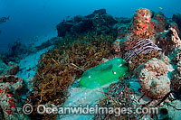 Plastic bottles litter the ocean bottom on a coral reef in Palm Beach, Florida, USA