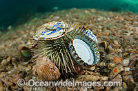 Sea Urchin (Lytechinus variegatus), with discarded bottle tops and other rubbish attached. Photo taken in Lake Worth Lagoon, Singer Island, Florida, USA.