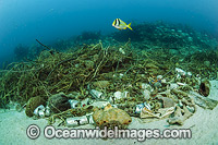 Porkfish (Anisotremus virginicus), swimming over garbage dumped on a reef off Palm Beach County, Florida, USA.