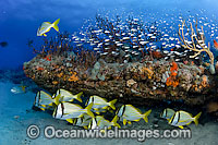 Coral Reef scene showing schooling Porkfish (Anisotremus virginicus) and Cardinalfish sheltering amongst an out-crop covered in a variety of healthy corals and sponges. Palm Beach, Florida, USA