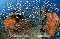 Reef scene showing schooling Cardinalfish sheltering amongst soft and hard corals. Photo taken in Komodo National Park, Indonesia, where over 1,000 types of fish occur.