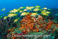 French Grunts (Haemulon flavolineatum), schooling among sponges and corals. Palm Beach County, Florida, USA