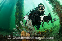 Underwater photographer exploring underneath Port Hughes Jetty or Pier, with pilings covered and encrusted with temperate sponges and corals. South Australia.