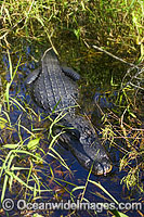 American Alligator (Alligator mississippiensis). Fakahatchee Strand State Park, Everglades, Florida, USA.