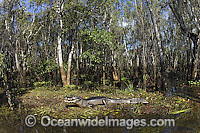 Yacare Caiman or Paraguay Caiman (Caiman yacare) in the Pantanal, Mato Grosso do Sul, Brazil (Amazon).