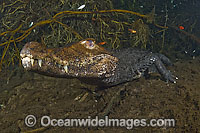 Cuvier's Dwarf Caiman (Paleosuchus palpebrosus) lying motionless on the bottom of a spring in Mato Grosso do Sul, Brazil (Amazon).