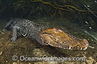 Cuvier's Dwarf Caiman (Paleosuchus palpebrosus) lying motionless on the bottom of a spring in Mato Grosso do Sul, Brazil (Amazon).