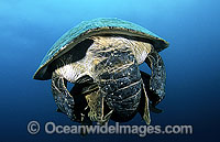 Green Sea Turtles (Chelonia mydas) - mating. Juno Beach, Florida, USA. Found in tropical and warm temperate seas worldwide. Listed on the IUCN Red list as Endangered species.