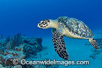 Hawksbill Sea Turtle (Eretmochelys imbricata). Palm Beach, Florida, USA. Found in tropical and warm temperate seas worldwide. Rare. Classified Critically Endangered species on the IUCN Red List.