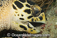 Hawksbill Sea Turtle (Eretmochelys imbricata) - feeding on sponge. Juno Beach, Florida, USA. Found in tropical and warm temperate seas worldwide. Rare. Classified Critically Endangered species on the IUCN Red List.