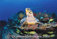 Hawksbill Sea Turtle (Eretmochelys imbricata). Palm Beach, Florida, USA. Found in tropical and warm temperate seas worldwide. Rare. Classified Critically Endangered species on the IUCN Red List.