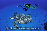 Scuba Diver observing Hawksbill Sea Turtle (Eretmochelys imbricata). Northern Bahamas. Found in tropical and warm temperate seas worldwide. Rare. Classified Critically Endangered species on the IUCN Red List.