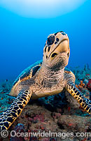 Hawksbill Sea Turtle (Eretmochelys imbricata). Found in tropical and warm temperate seas worldwide. Photo taken at Palm Beach, Florida, USA. Rare species. Classified Critically Endangered species on the IUCN Red List.