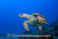 Hawksbill Sea Turtle (Eretmochelys imbricata). Found in tropical and warm temperate seas worldwide. Photo taken at Palm Beach, Florida, USA. Rare species. Classified Critically Endangered species on the IUCN Red List.