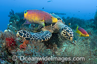 Hawksbill Sea Turtle (Eretmochelys imbricata), feeding on sponges on the shipwreck of the Mispah offshore Singer Island, Florida, USA. Spanish Hogfish (Bodianus rufus), follow turtles picking up leftovers. Critically Endangered species on IUCN Red List.