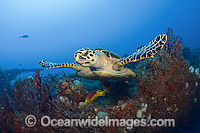 Hawksbill Sea Turtle (Eretmochelys imbricata), feeding on sponges on the shipwreck of the Mispah offshore Singer Island, Florida, USA. Spanish Hogfish (Bodianus rufus), follow turtles picking up leftovers. Critically Endangered species on IUCN Red List.