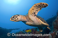 Hawksbill Sea Turtle (Eretmochelys imbricata), feeding on sponges on the shipwreck of the Mispah offshore Singer Island, Florida, USA. Spanish Hogfish (Bodianus rufus), turtles picking up leftovers. Critically Endangered species on IUCN Red List.