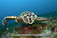 Hawksbill Sea Turtle (Eretmochelys imbricata), photographed in Palm Beach County, Florida, USA. Rare. Classified Critically Endangered species on the IUCN Red List.