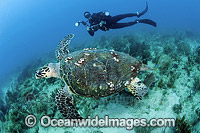 Scuba diver observing a Hawksbill Sea Turtle (Eretmochelys imbricata). Palm Beach, Florida, USA. Found in tropical and warm temperate seas worldwide. Rare. Classified Critically Endangered species on the IUCN Red List.