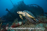 Hawksbill Sea Turtle (Eretmochelys imbricata), swimming near an artificial reef off Palm Beach, Florida, USA. Found in tropical and warm temperate seas worldwide. Rare. Classified Critically Endangered species on the IUCN Red List.