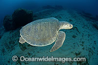 Kemp's Ridley Sea Turtle, (Lepidochelys kempii). Palm Beach, Florida, USA. Also known as Atlantic Ridley and Gulf Ridley. The most severely endangered marine turtle in the world. Listed on the IUCN Red list as Critically Endangered species.