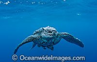 Leatherback Sea Turtle (Dermochelys coriacea), male. The Leatherback is one of the world's largest reptiles, reaching close to 2,000 lbs. and nearly 10 ft. in length. Listed on IUCN Red list as Critically Endangered and threatened by coastal development.