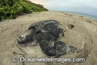 Female Leatherback Sea Turtle (Dermochelys coriacea), nesting in Juno Beach, Florida, United States. Listed on IUCN Red list as Critically Endangered.