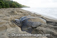 Female Leatherback Sea Turtle (Dermochelys coriacea), nesting at sunrise on Grand Riviere, Trinidad, South America. Listed on IUCN Red list as Critically Endangered