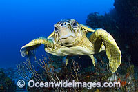 Loggerhead Sea Turtle (Caretta caretta). Palm Beach, Florida, USA. Found in tropical and warm temperate seas worldwide. Endangered species listed on IUCN Red list.