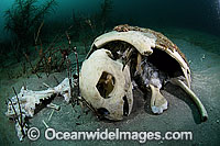 Loggerhead Sea Turtle (Caretta caretta) - carcass resting on sea floor. Palm Beach, Florida, USA. Found in tropical and warm temperate seas worldwide. Endangered species listed on IUCN Red list.