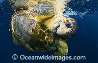 Loggerhead Sea Turtles (Caretta caretta) - mating pair. Palm Beach, Florida, USA. Found in tropical and warm temperate seas worldwide. Endangered species listed on IUCN Red list.