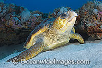 Loggerhead Sea Turtle (Caretta caretta). Palm Beach, Florida, USA. Found in tropical and warm temperate seas worldwide. Endangered species listed on IUCN Red list.
