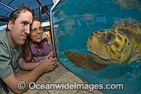 Visitors to the Marinelife Center of Juno Beach, Florida, USA, watch a male Loggerhead Turtle (Caretta caretta) recuperating in a tank after being bitten by a large shark. Endangered species listed on IUCN Red list.