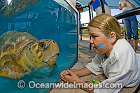 Visitors to the Marinelife Center of Juno Beach, Florida, USA, watch a male Loggerhead Turtle (Caretta caretta) recuperating in a tank after being bitten by a large shark. Endangered species listed on IUCN Red list.