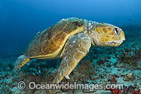 Male Loggerhead Sea Turtle (Caretta caretta). Found in tropical and warm temperate seas worldwide. Photo taken Palm Beach, Florida, USA. Endangered species listed on IUCN Red list.