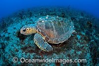 Loggerhead Sea Turtle (Caretta caretta). Found in tropical and warm temperate seas worldwide. Endangered species listed on IUCN Red list.
