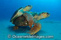 Mating Loggerhead Sea Turtles (Caretta caretta). Found in tropical and warm temperate seas worldwide. Listed as Endangered species on the IUCN Red list.