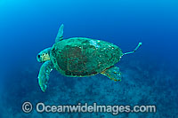 Female Loggerhead Sea Turtle (Caretta caretta), equpped with a pop-up archival tag device to help biologists at conservation organizations to check on mortality rates and clutch frequency. Photo taken off Florida, USA. Endangered species on IUCN Red List.