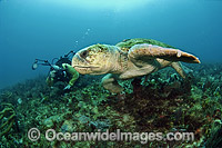 Scuba diver observing a Loggerhead Sea Turtle (Caretta caretta). Palm Beach, Florida, USA. Found in tropical and warm temperate seas worldwide. Endangered species listed on IUCN Red list.