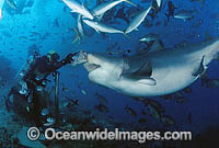 Scuba Diver hand feeding a Bull Shark (Carcharhinus leucas). Also known as River Whaler, Freshwater Whaler and Swan River Whaler. Viti Levu, Fiji Islands. Found worldwide in tropical and warm temperate seas and freshwater. Very Dangerous Shark.