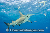 Great Hammerhead Shark (Sphyrna mokarran). Found throughout the world in tropical and warm temperate waters. Feeds on crustaceans, cephalopods, bony fishes, rays and smaller sharks. Photo taken at South Bimini, Bahamas, North Atlantic Ocean. Endangered.